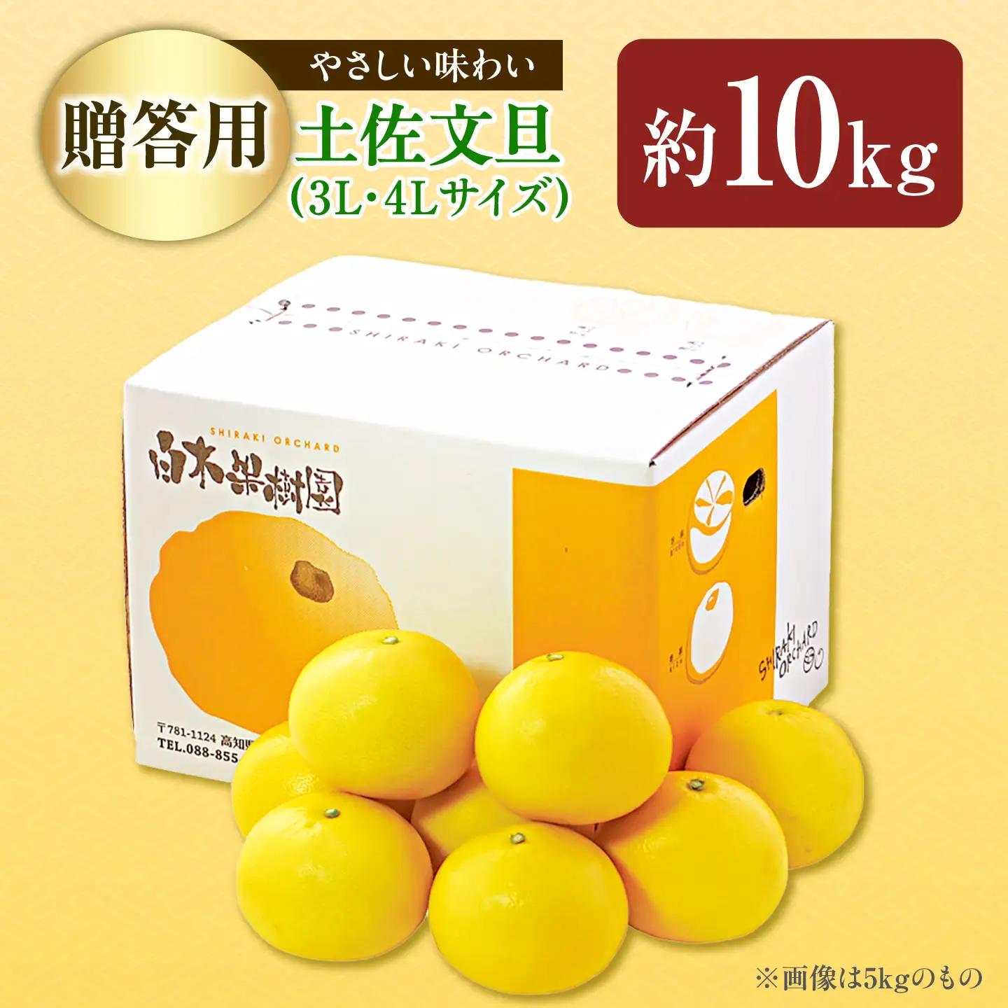 【先行予約】＼果樹園直送／贈答品 土佐文旦 約10kg  大玉 4Lから3Lサイズ (13から18個入り)〈2027年2月中旬から3月中旬頃発送〉 高知県 土佐市【白木果樹園】 [BQAI004]