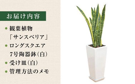 観葉植物 サンスベリア ローレンティ 7号 白 陶器鉢植え 75cm ロングスクエア/サンスベリア 鉢植え 観葉 植物 インテリア おしゃれ プレゼント/大村市/琴花園[ACYK044]