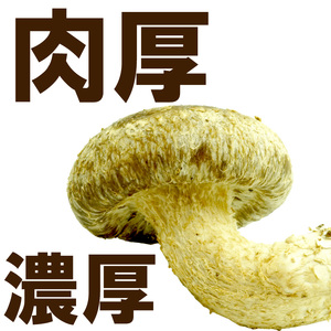 駒来ファームの 極上・肉厚 生しいたけ［ 極上しいたけ 肉厚しいたけ 生しいたけ 生シイタケ 生椎茸 安心しいたけ（椎茸） 安全しいたけ（椎茸） 国産しいたけ（椎茸） 採れたてしいたけ（椎茸） 新鮮し
