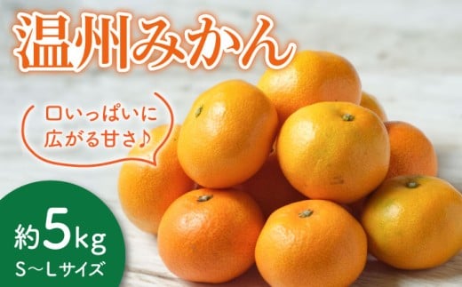 長崎県産 温州みかん 約5kg / みかん 蜜柑 ミカン 5kg フルーツ ふるーつ 果物 くだもの  / 大村市 / 株式会社三浦かんさく市 [ACAE003]