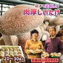 【ふるさと納税】2024年11月頃から発送★芯まで美味しい肉厚しいたけ