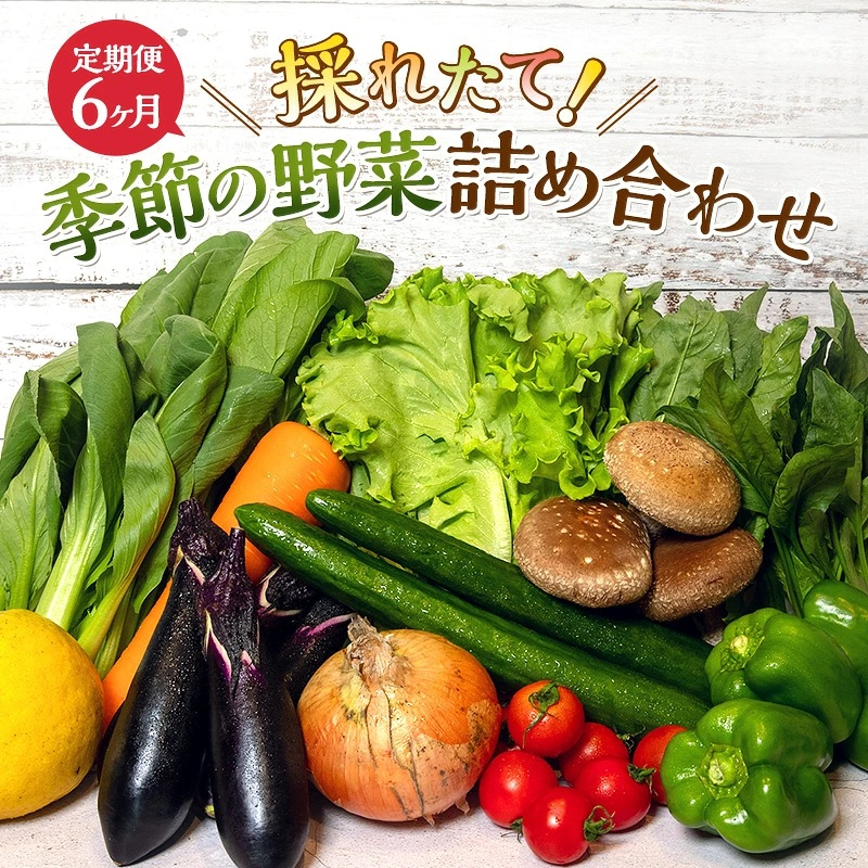 とれたて 野菜 パック 定期便 6回 季節の野菜 セット 詰め合わせ 8品前後 野菜セット 野菜詰め合わせ 6ヶ月 ジャガイモ 人参 大根 小松菜 白ネギ グリーンリーフ チンゲン菜 椎茸 トマト 水菜 葉ネギ 人気 厳選 静岡県 