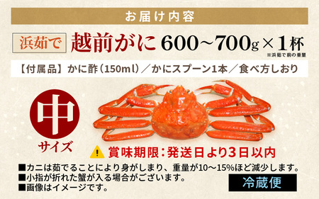 越前がに本場の越前町からお届け！浜茹で 越前がに 中サイズ（生で600～700g） × 1杯 かに酢 食べ方しおり スプーン付き【かに カニ 蟹 雄 ズワイガニ ずわいがに 姿 ボイル 福井県 冷蔵】
