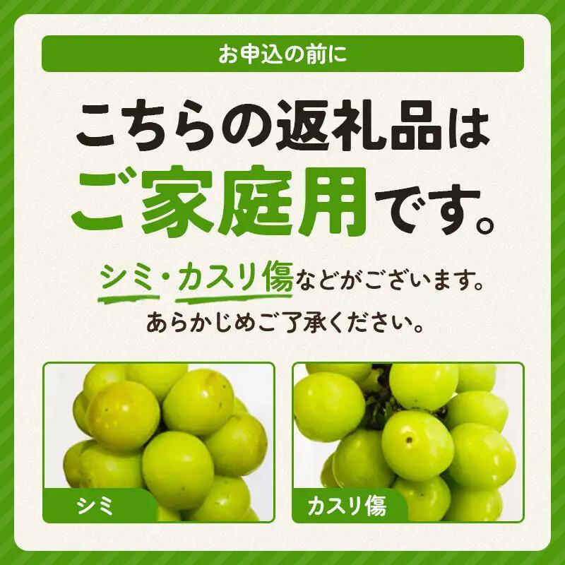【先行受付 9月下旬より発送】【ご家庭用】シャインマスカット 約2kg【シミ・カスリ・小房・房ばらつき等あり】
