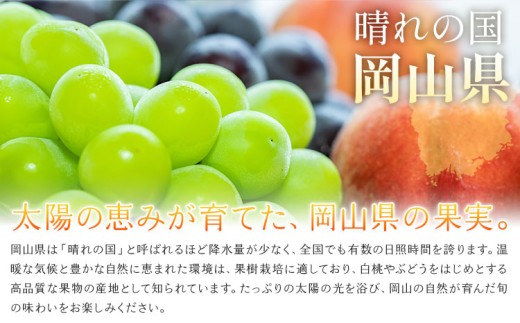 【2027年先行予約】ご家庭用 岡山県産 クインニーナ 約1.2kg 2～3房 晴れの国おかやま館 (つむぐ株式会社) 《2027年9月中旬-9月下旬頃出荷》岡山県 笠岡市 フルーツ 果物 果実 訳あ