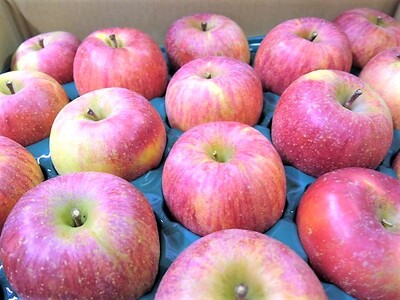 【２０２７年１月～発送】りんご（葉とらずサンふじ）５ｋｇ　ご家庭用　0075-2615