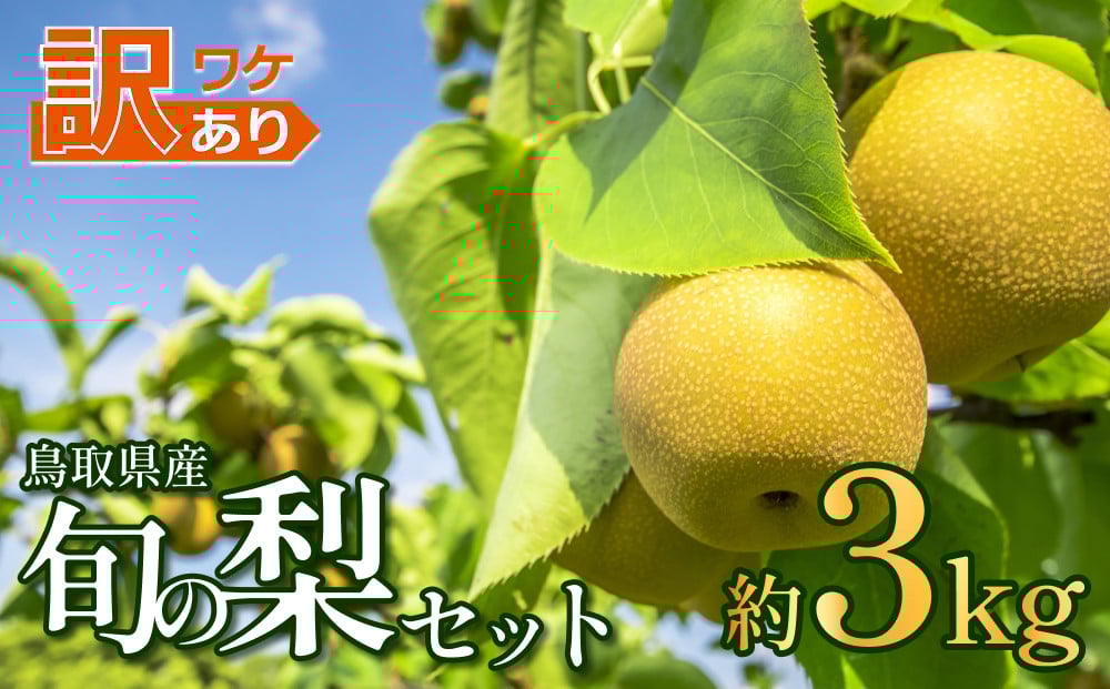 
            先行予約 訳あり 鳥取県産旬の梨セット 3kg｜鳥取 果物 フルーツ なし 梨 和梨 旬 訳アリ 数量限定【41045】
          