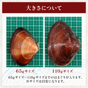 ≪千葉ブランド水産物認定品≫ 活け はまぐり 約1.6kg 【 はまぐり 】