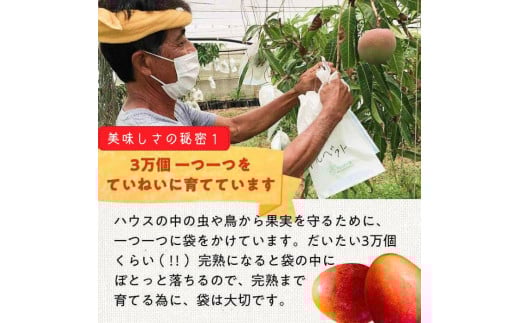 DQ015《先行予約》2026年発送 有機JAS認証マンゴー（アーウィン）贈答用 2kg【楽園の果実】