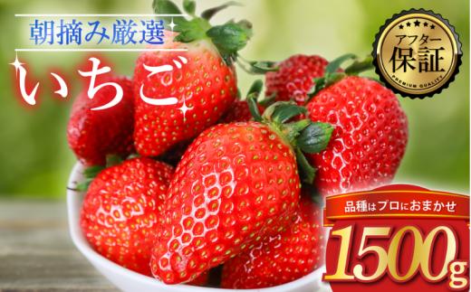 【2026年2月より発送】 【先行予約】品種おまかせいちご 1500g  1.5kg  新鮮 産地直送 朝摘み 厳選 アフター 保証 付きいちご 苺 フルーツ 果物 くだもの 品種おまかせ おまかせ とちおとめ やよいひめ おいCベリー かおり野  スターナイト お菓子 デザート スイーツ 千葉県 旭市 滑川いちご園 nmi003