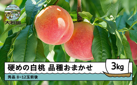 【先行予約】 桃 もも 硬めの白桃 品種おまかせ 3kg 山形県産 2026年産 令和8年産 フルーツ 果実 送料無料 ry-mohth3000