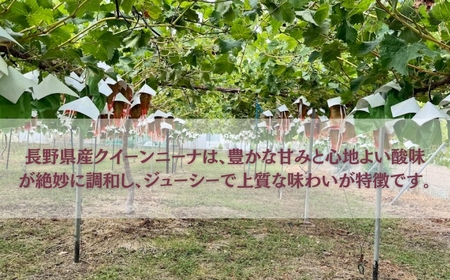 【2026年先行予約】クイーンニーナ 900g以上（2房）｜クイーンニーナ