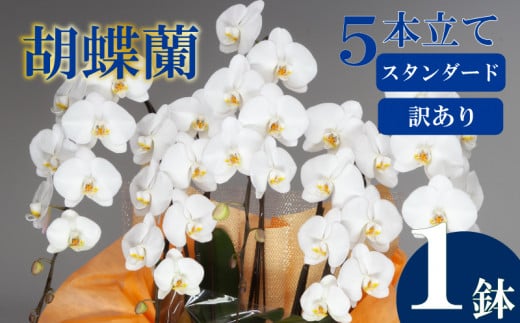 母の日 ギフト 花 人気 【訳あり】胡蝶蘭 5本立て 白 スタンダード お祝い 贈り物 贈答 プレゼント 須崎洋蘭園 SY018_x