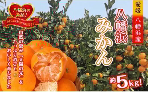 太陽の光・石垣の反射光・海面の反射光を浴びて育った「八幡浜みかん」約5キロ＜C39-79＞【1636310】