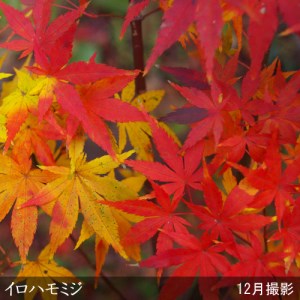 ＜すだ農園＞大苗◇モミジ（紅葉）イロハモミジ[実生・地中ポット苗] ※北海道・沖縄・離島への配送不可 ※2025年11月中旬～2026年5月下旬頃に順次発送