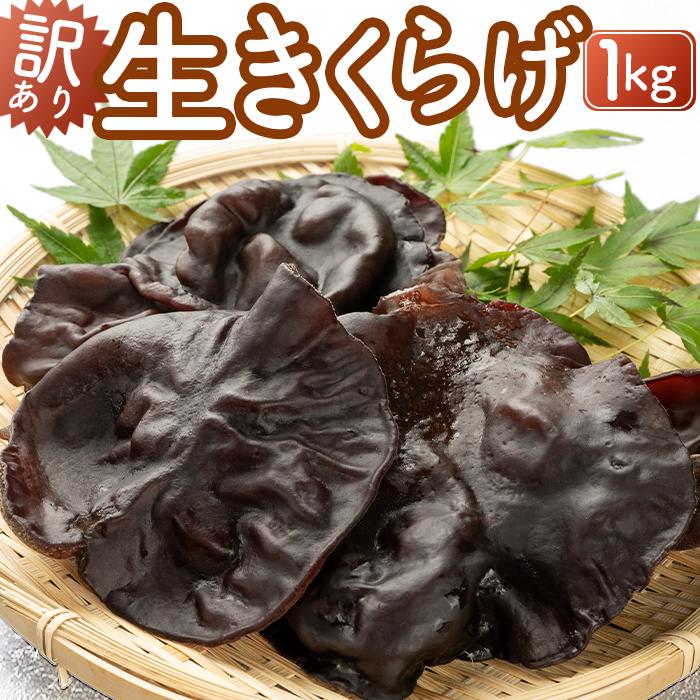 【ふるさと納税】（訳あり）生きくらげ1kg | 野菜 やさい きのこ きくらげ 食品 人気 おすすめ 送料無料
