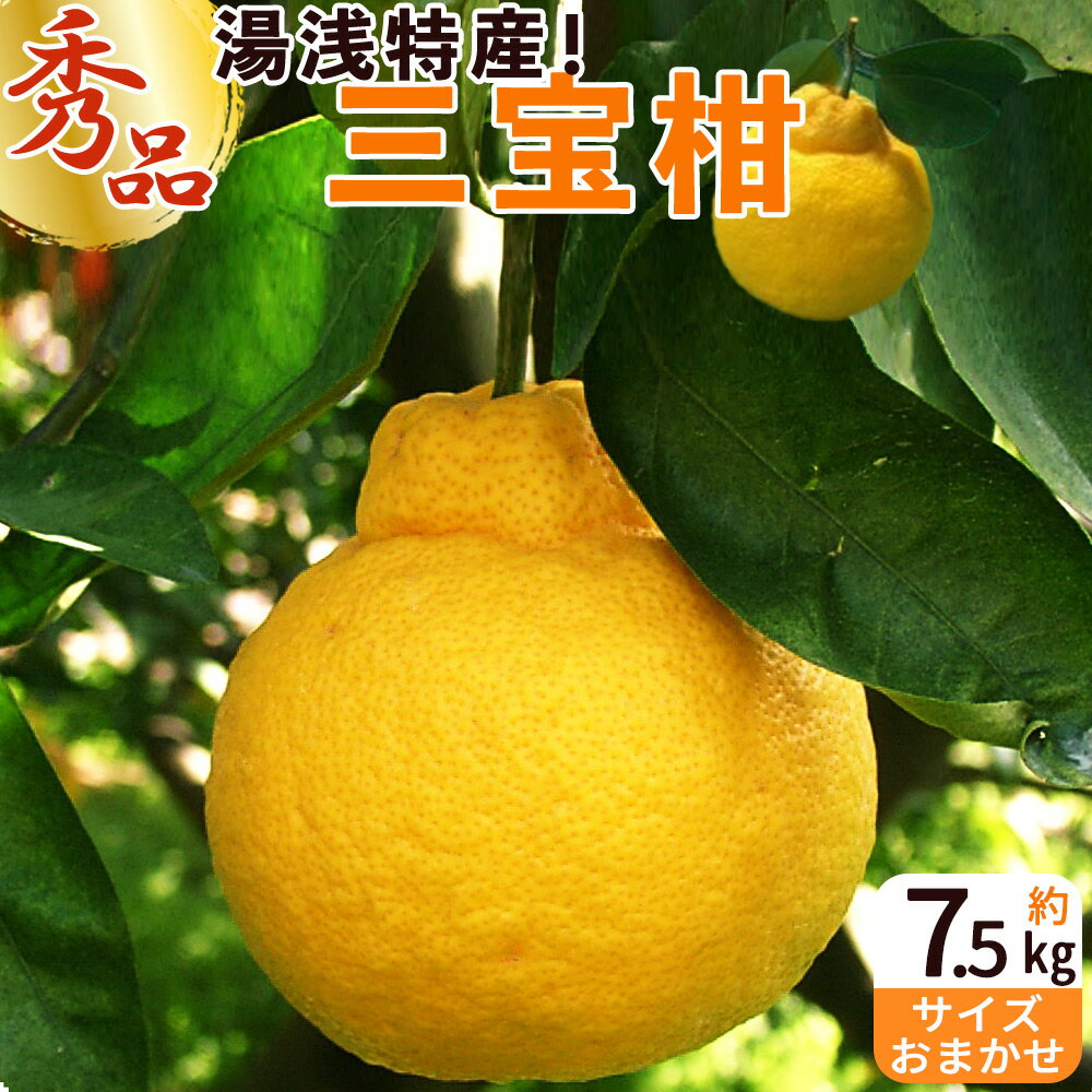 【ふるさと納税】【限定】【2026年先行予約】 湯浅特産！三宝柑 7.5kg【柑橘 和歌山 有田】