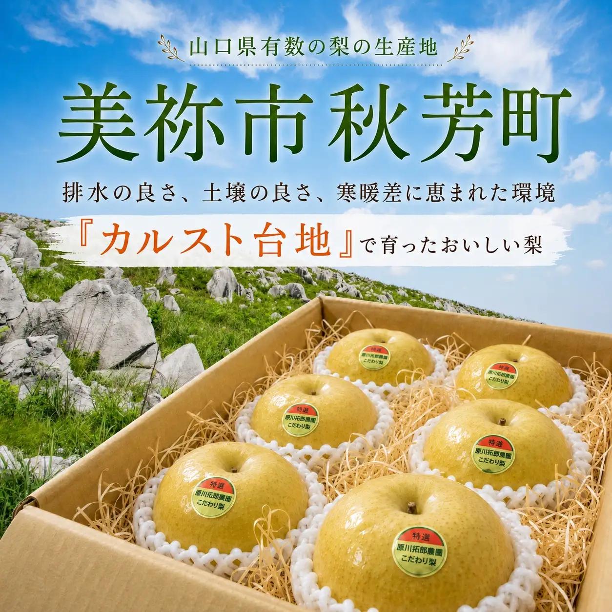 美祢市秋芳町産 二十世紀梨 （5~6玉）【先行予約：9月より発送予定】