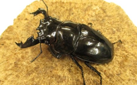 クワガタ タランドゥスオオツヤ オス メス 昆虫 クワガタ【♂70mm前後 ♀お任せ】