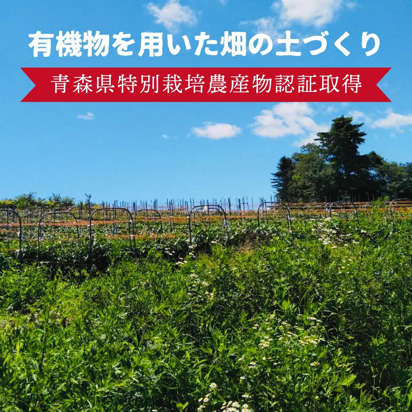 【青森県特別栽培】ピーマン 6kg ピクシー 【8月上旬～10月前半発送】　