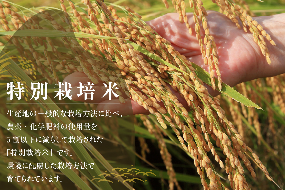東浦町産　こしひかり　約5kg│米 お米 コメ 白米 精米 新米 産地直送 愛知県産 鈴木農産 愛知県 東浦町