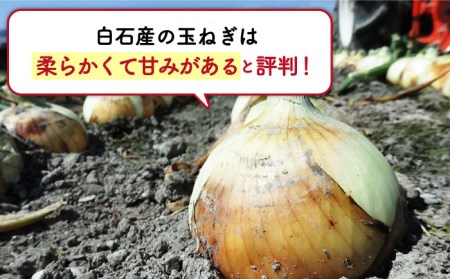 【玉ねぎの名産地！】白石産新たまねぎ 約5kg【道の駅しろいしカンパニー】 [IAA030]