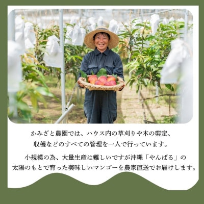 【2025年6月～7月頃の発送】贈答用のアップルマンゴー1kg【配送不可地域：離島】