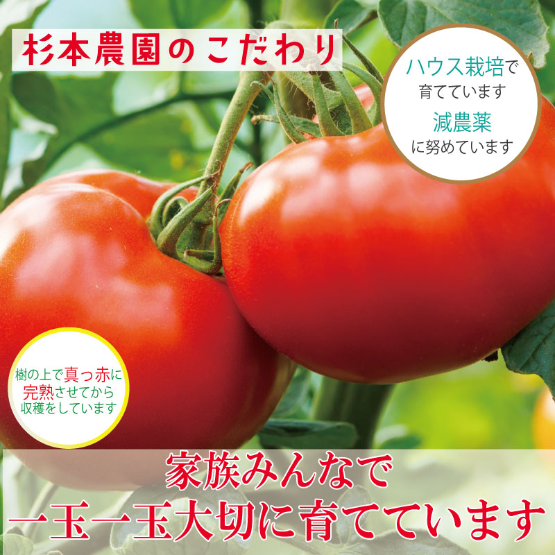 【2026年3月発送】 トマト 3kg 桃太郎 先行予約  甘い 野菜 やさい 国産 産地直送 数量限定 旬 桃太郎トマト 生野菜 新鮮 ソース 調味料 ケチャップ サラダ 美容 新鮮 健康 お取り寄