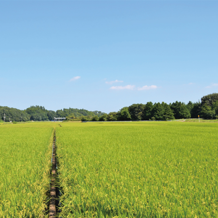 茨城県産こしひかり つくばのかおり 10kg（5kg×2）【コシヒカリ 米 コメ お米 ごはん 旨味 阿見町 精米】(20-02-1)
