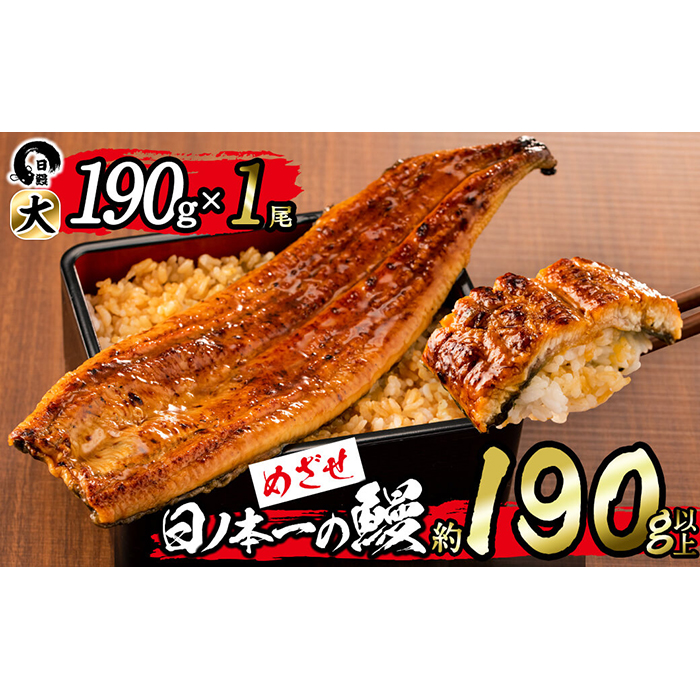 【志布志市制20周年記念】＜期間限定規格＞日ノ本一の鰻の蒲焼き＜大＞1尾(約190g以上) a2-116-sbs