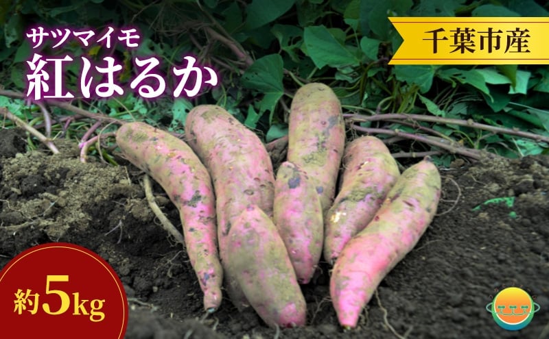 
            【先行受付】サツマイモ（紅はるか）約5kg 千葉市産／土付き無選別／未来につなぐ農業「つなぐファーム」／2025年12月上旬頃から順次発送 [№5346-1543]
          