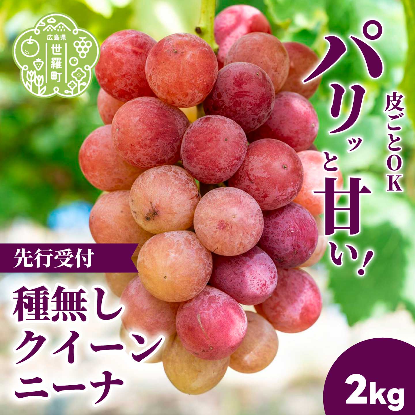 【ふるさと納税】種無しクイーンニーナ2kg (4房) 数量限定【2026年9月上旬以降順次発送】安井農園 ぶどう ブドウ 葡萄 ピオーネ フルーツ 果物 くだもの 産地直送 世羅 A009-03