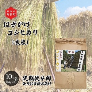 ＜定期便4回＞ 玄米 10kg 新潟県産 コシヒカリ はざ掛け 天日干し 令和6年産 越後奥阿賀産 5kg×2袋 | 小会瀬 はざがけ こしひかり 一等米 送料無料 お取り寄せ お米