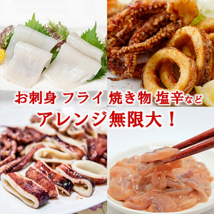 冷凍スルメイカ 中 ４本～６本 （約１kg前後） いか 刺身 いかめし イカの塩辛 イカ焼き