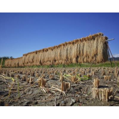 ふるさと納税 能美市 天日干有機米こしひかり「天地の誉」玄米5kg |  | 01