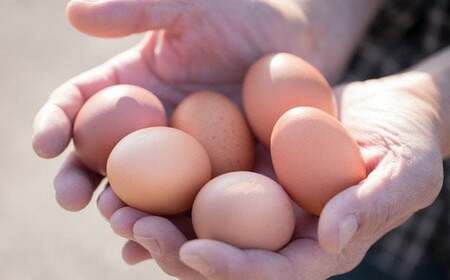 眠れる森のたまご　朝採れ卵60個   たまご タマゴ 卵 鶏卵 濃厚 こだわり 新鮮　【04301-0792】