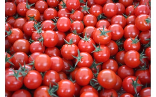 愛情たっぷり育てられた極糖トマト　うふふの実 1kg×2