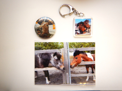 ポニーお世話体験&オリジナルグッズ作り 1名分 | ネーブルパーク ポニー 厩務体験 体験 公園 子供 子ども 休日 夏休み 冬休み GW 贈り物 プレゼント 茨城県 古河市 送料無料 着日指定可 _