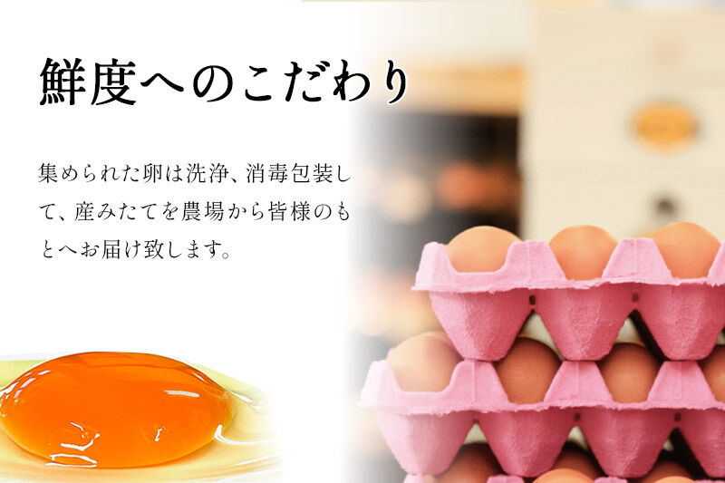 たまごの樹 純国産鶏種 卵『さくら』36個+割れ保証4個付き（10個入×4パック） [たまご タマゴ 玉子 鶏卵 まとめ買い オムレツ 卵かけご飯 朝食 料理 美味しい 瀧田養鶏場]