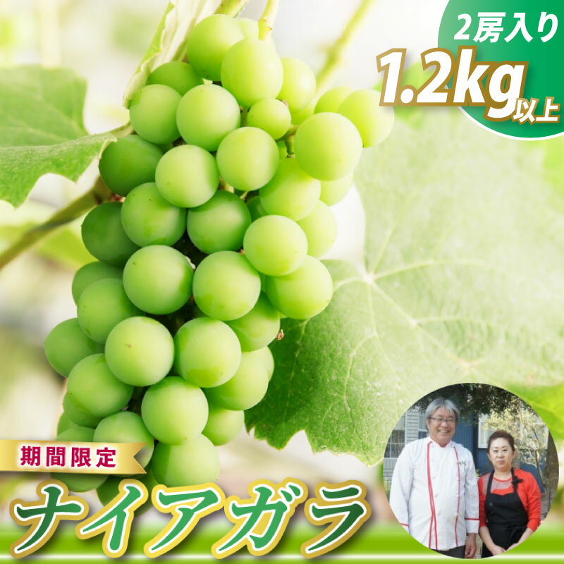 【ふるさと納税】 ぶどう フルーツ ナイアガラ 合計1.2kg 2房 600g×2房 国産 旬 果実 果物 濃厚 華やか 期間限定 数量限定 先行予約 くだもの 葡萄 産地直送 ジュース ゼリー ジャム おやつ デザート 鹿嶋市産 ふるさと納税 茨城県 鹿嶋市 【7月下旬～10月上旬発送予定】