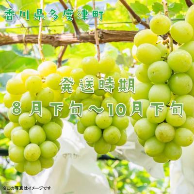ふるさと納税 多度津町 シャインマスカット 約2kg【令和7年8月下旬発送!先行受付中】【C-15】 |  | 01