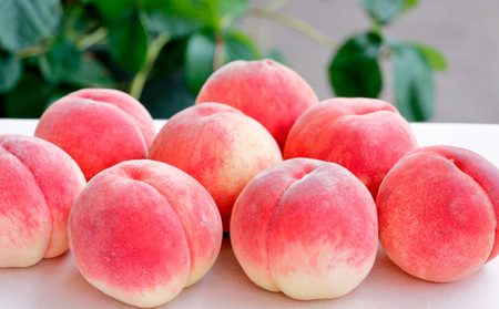 山形産 硬め白桃と黄桃(有袋) 秀品 約3kgセット(6～14玉)  【令和6年産先行予約】FS23-779