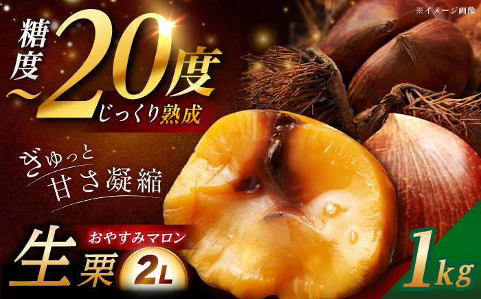 【2026年9月下旬〜10月下旬に順次発送】おやすみ栗（マロン）1kg（2Lサイズ）/ 栗 生栗 くり マロン 低温熟成 日本栗 国産 / 恵那市 / えな笠置山栗園 [AUAV004]