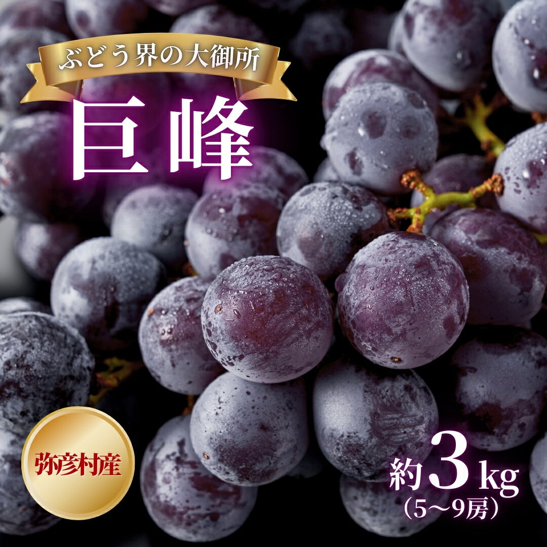 【ふるさと納税】 先行予約 巨峰 ぶどう 3kg (5~9房) | 葡萄 ブドウ 大粒 果物 フルーツ 2キロ 贈答用 ギフト 贈り物 プレゼント お取り寄せ おすすめ グルメ 産地直送 甘い 上品な香り きょほう ご褒美 家庭用 父の日 産地直送 新潟県 弥彦村 弥彦アグリセンター