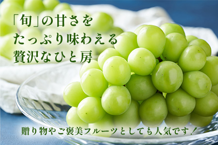 朝採れ即日発送◆数量限定◆シャインマスカット 約2kg 3～4房【先行予約】【2025年8月中旬～9月下旬配送予定】鮮度第一 可愛いラッピングで贈り物にも◎ ご褒美 プレゼント 贈答 ギフト 果物 葡
