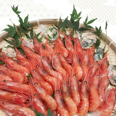 お刺身用甘えび500g(Mサイズ44匹前後)【配送不可地域:離島】