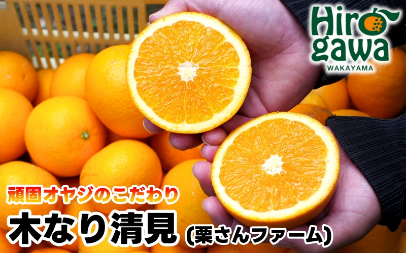 
            木なり 清見 オレンジ 2kg 頑固オヤジのこだわり / 清見オレンジ 清見タンゴール きよみ 清美 甘い 完熟 和歌山 柑橘 ※3月中旬〜4月上旬に順次発送 【krf009-r-2】
          