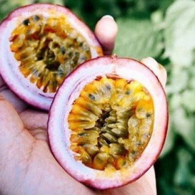 秀品パッションフルーツ 大玉8個入/2024年8月上旬～9月中旬発送