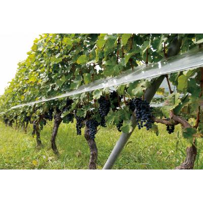 ふるさと納税 笛吹市 トラディショナルスパークリング　カキツバタ　750ml |  | 01