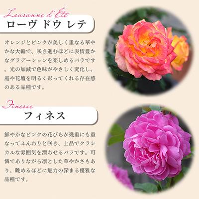 ふるさと納税 枚方市 京阪園芸 バラ 鉢植え (未開花) 2鉢セット |  | 01